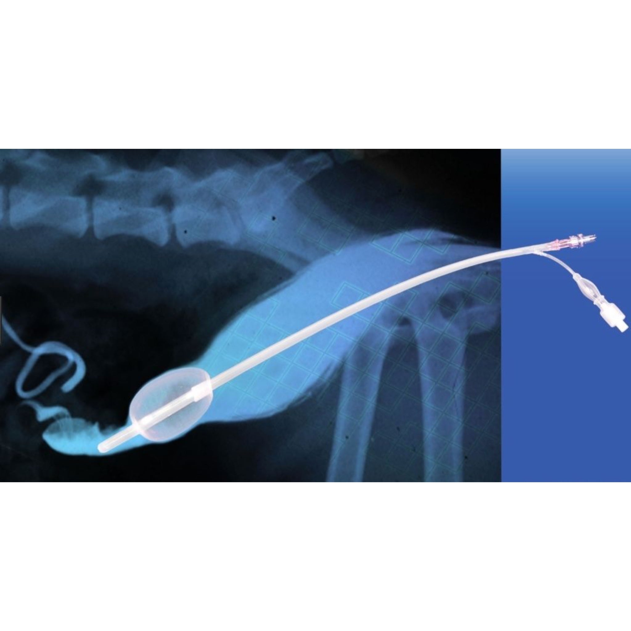 Free 5ml Syringe)10Pcs Disposable Artificial Insemination Breed Whelp Catheter Rods for Canine Free 5ml Syringe)10Pcs Disposable Artificial Insemination Breed Whelp Catheter Rods for Canine