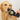 Bluetooth pet microchip scanner held in hand near a Golden Retriever’s shoulder