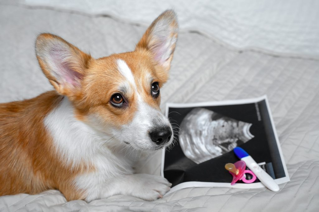 Prepare For Your First Whelp. Funny picture showing a dog with a pregnancy ultrasound and pregnancy test.