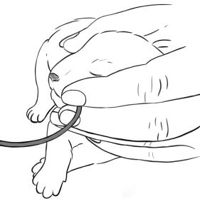 correct hand position for tube feeding a newborn puppy