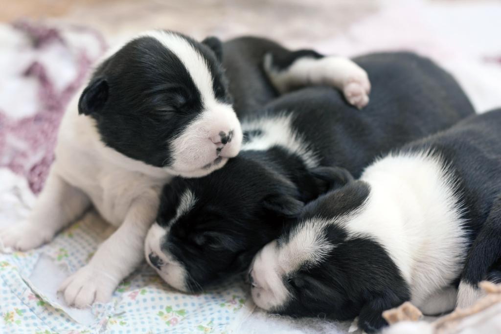 Three healthy newborn puppies, symbolising the Three Miracle Molecules