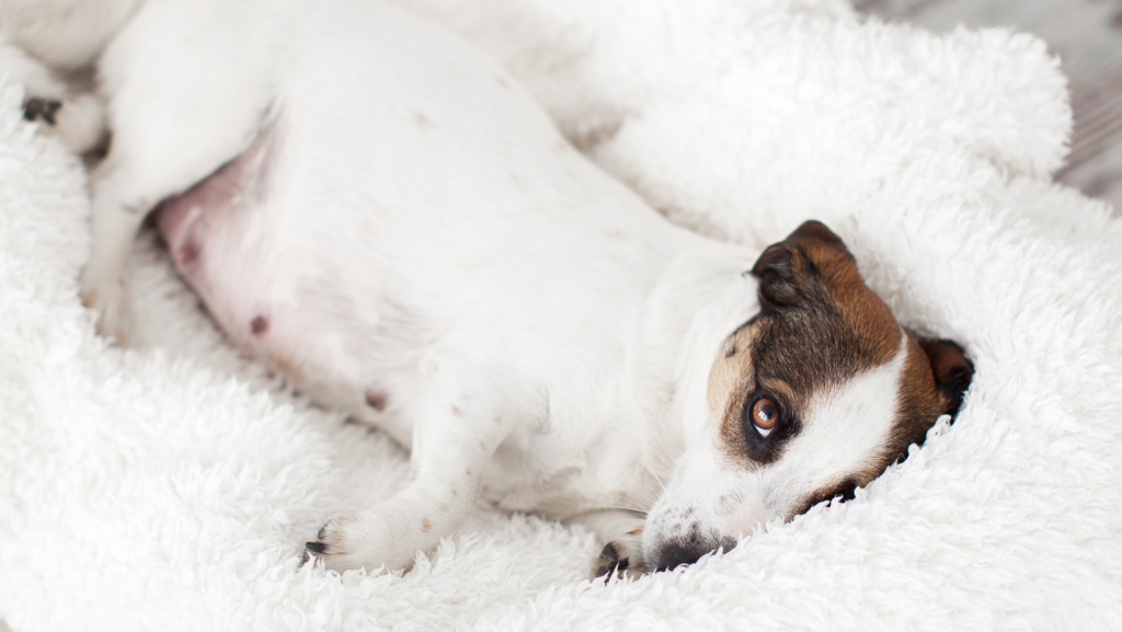 Pregnant dog lying on white blanket.